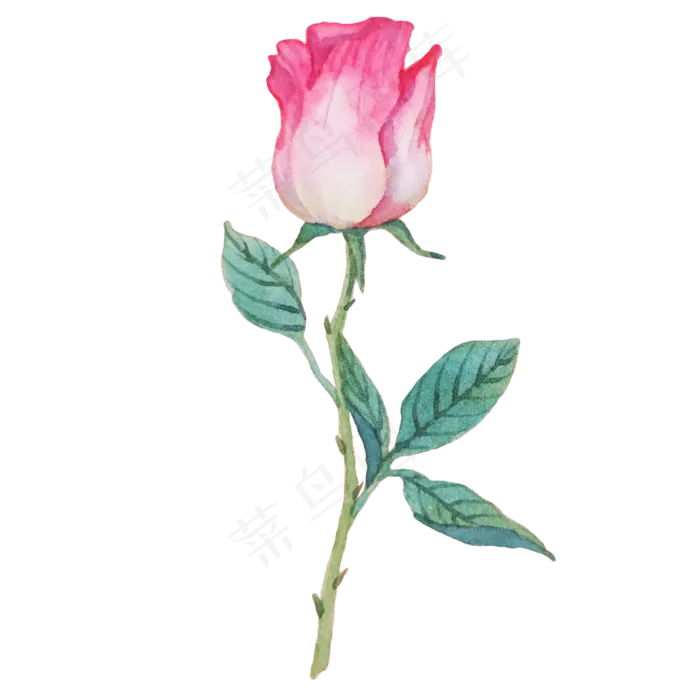 玫瑰蔷薇漂亮花朵(2000X2000(DPI:300))psd模版下载