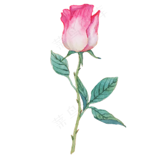 玫瑰蔷薇漂亮花朵