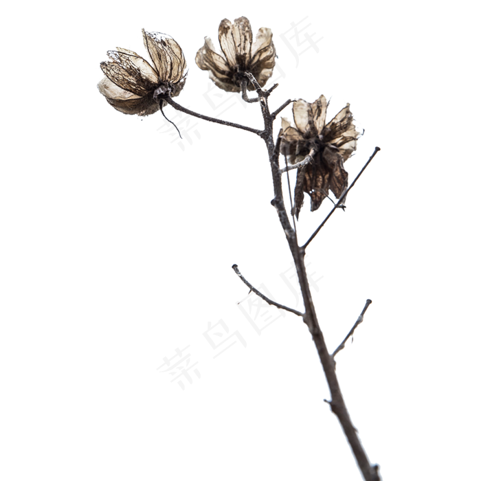 干枯的花枝,免抠元素
