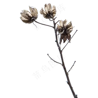 干枯的花枝,免抠元素