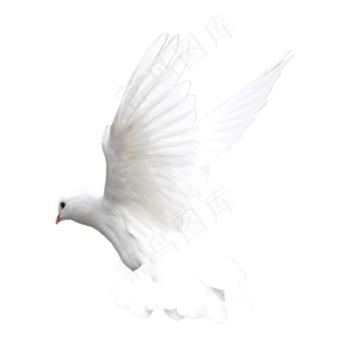 一个和平鸽,免抠元素