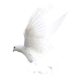 一个和平鸽,免抠元素