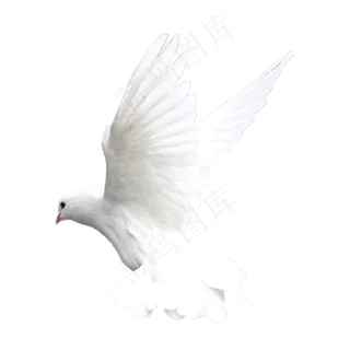 一个和平鸽,免抠元素 一个和平鸽,免抠元素