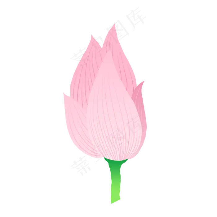 夏日荷花花苞(2000X2000(DPI:300))psd模版下载