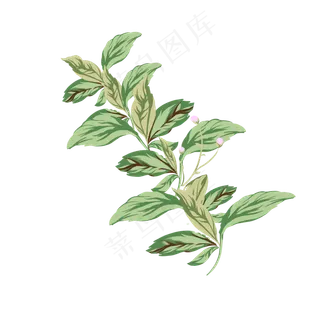 卡通手绘植物叶子免抠图 卡通手绘植物叶子免抠图