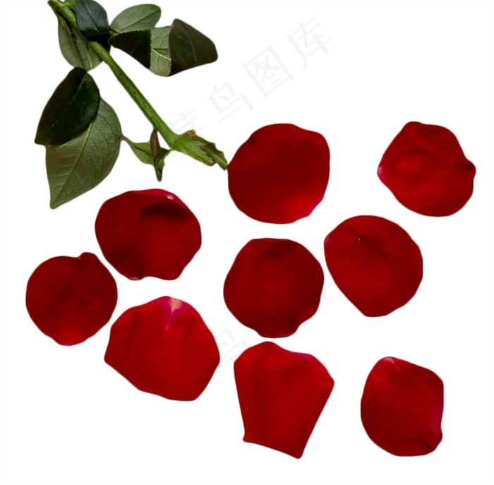 玫瑰花瓣(1222X1200(DPI:300))psd模版下载