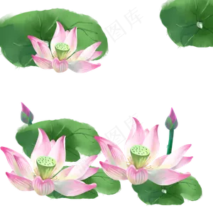 荷花漂浮