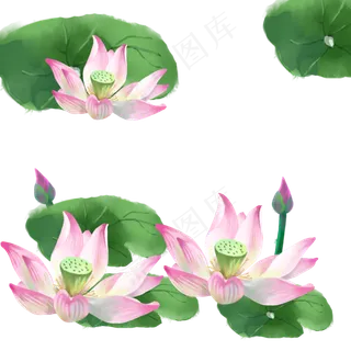 荷花漂浮 荷花漂浮