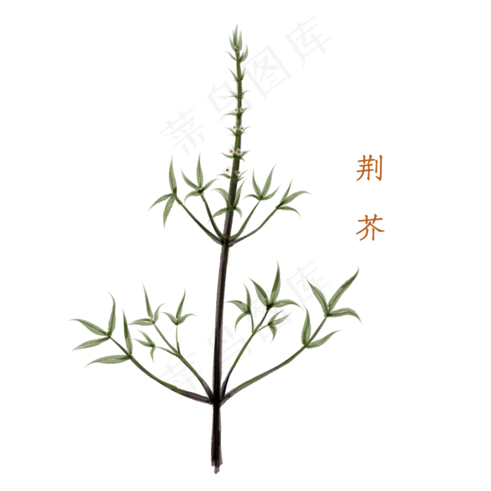 水彩风中药材荆芥(2000X2000(DPI:300))psd模版下载