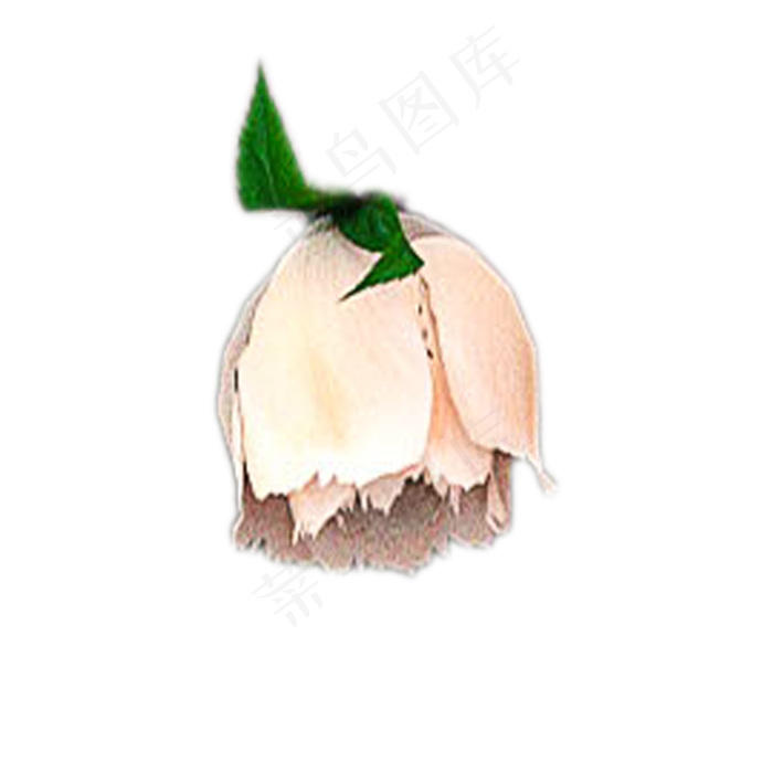 盛开的白色鲜花下载(2000X2000(DPI:300))psd模版下载
