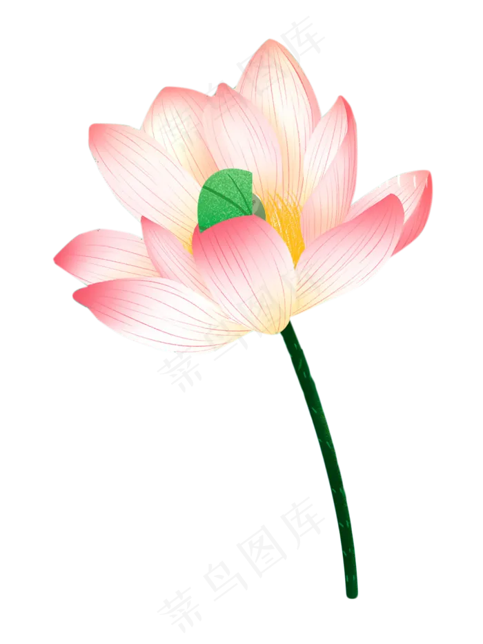 美丽清晰荷花(1034X1376(DPI:300))psd模版下载