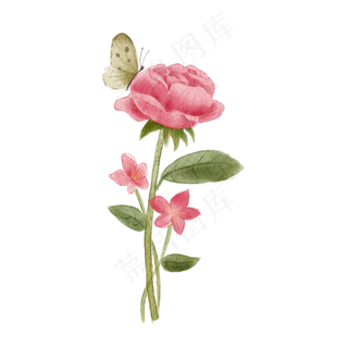 手绘水彩玫瑰花