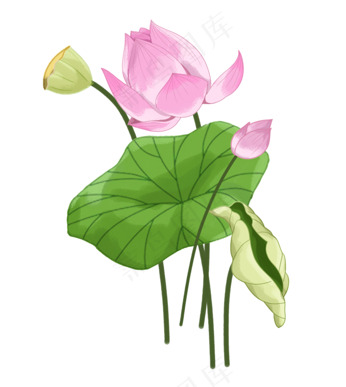 荷花荷叶莲花