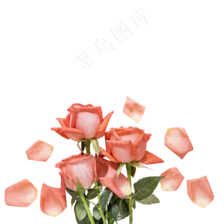 鲜艳芬芳的玫瑰