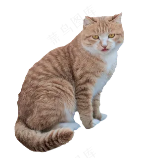 猫咪动物宠物,免抠元素