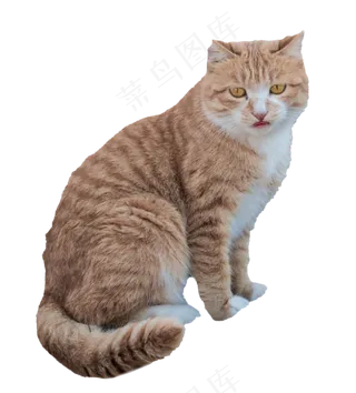 猫咪动物宠物,免抠元素