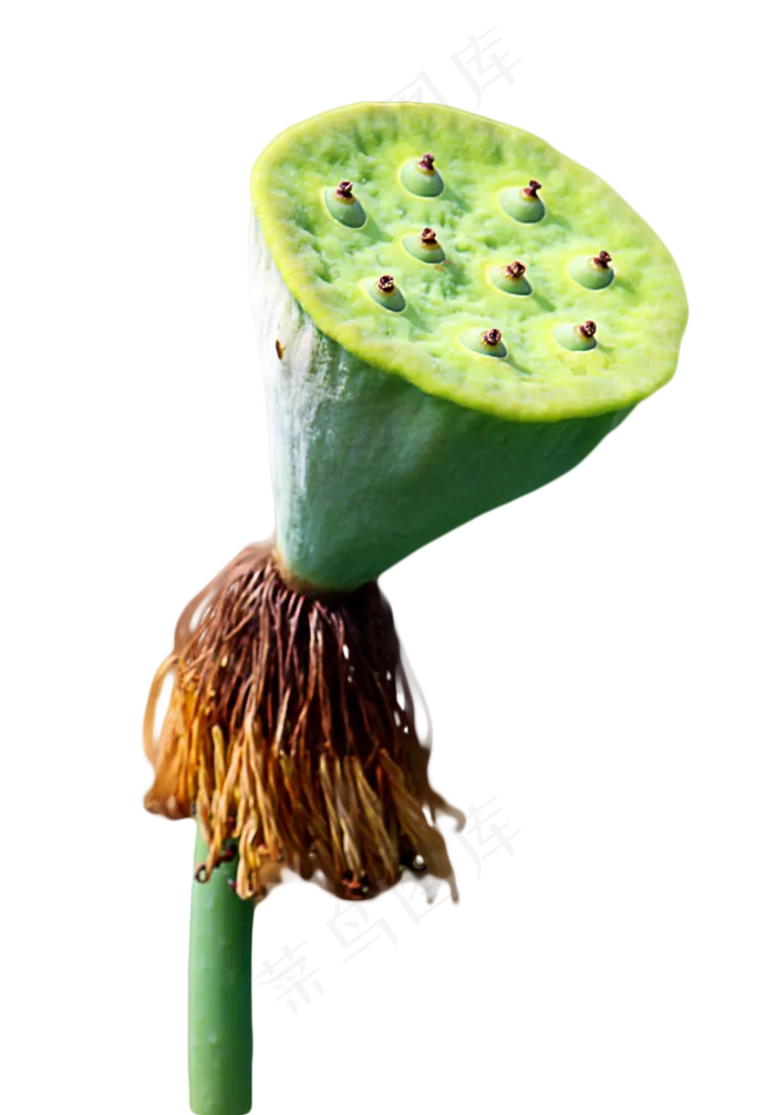 莲蓬荷花(819X1178(DPI:72))psd模版下载