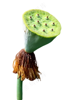 莲蓬荷花 莲蓬荷花