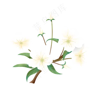 手绘工笔梨花装饰,免抠元素