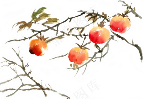 秋冬水果枝头的柿子