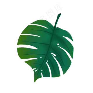一片热带树叶PNG免抠素材
