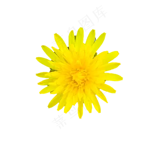 一朵美丽的黄菊花,免抠元素