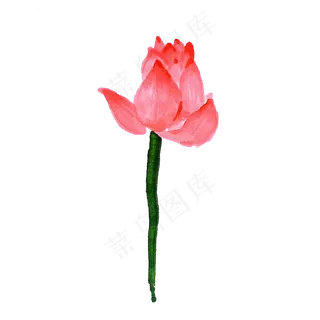 半开的荷花免抠图