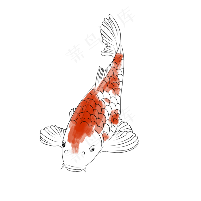 水彩风格手绘锦鲤线稿红色(2000X2000(DPI:72))psd模版下载