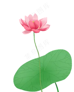 夏日精致细节的荷花