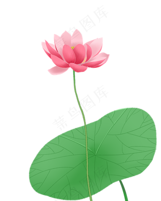 夏日精致细节的荷花