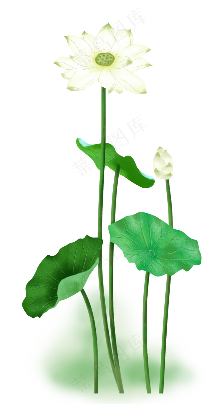 白色莲花和叶子装饰,免抠元素