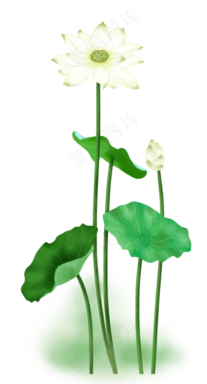 白色莲花和叶子装饰,免抠元素(2283*4238px 300 dpi )psd模版下载