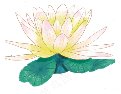 荷花荷叶睡莲池塘植物