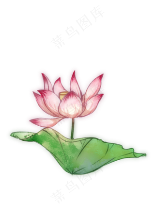 手绘夏日荷花PNG下载