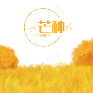 二十四节气芒种小麦稻田