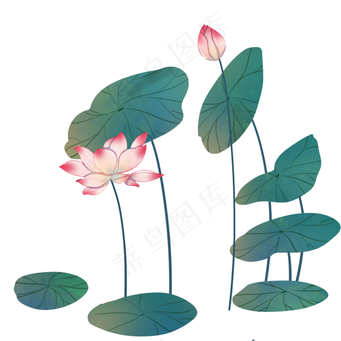 荷花花苞花卉(2000X2000(DPI:300))psd模版下载