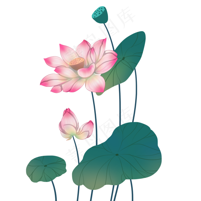 粉色荷花莲蓬(2000X2000(DPI:300))psd模版下载