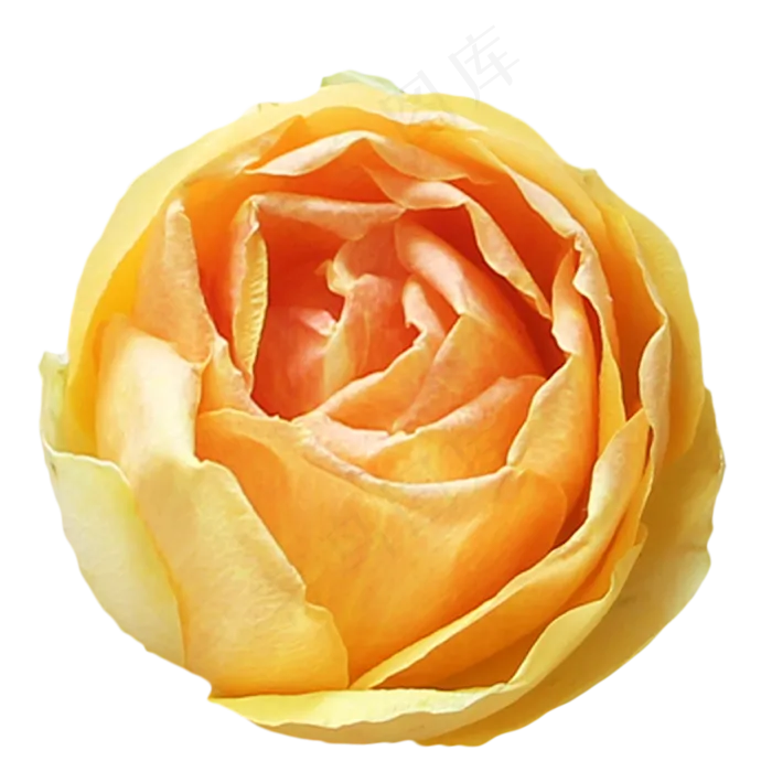 橙色玫瑰月季花(2333*2333px 300 dpi )