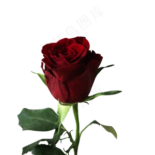 情人节浪漫红玫瑰爱情