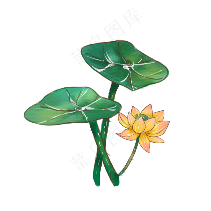 夏季节气荷花荷叶