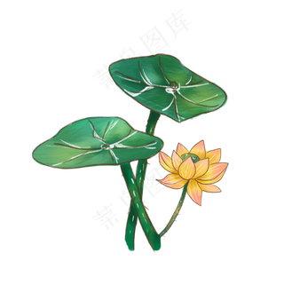 夏季节气荷花荷叶