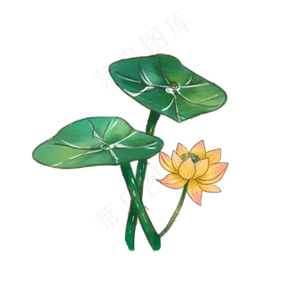 夏季节气荷花荷叶