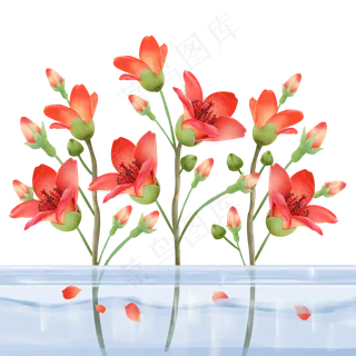 植物科属绿植花朵木棉花,免抠元素