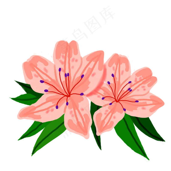 两朵杜鹃花植物(2500X2500(DPI:300))psd模版下载