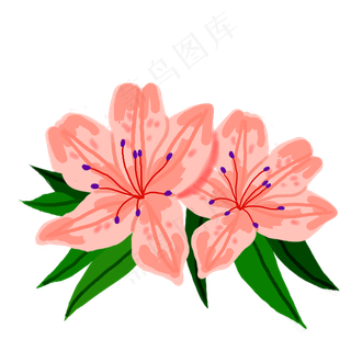 两朵杜鹃花植物