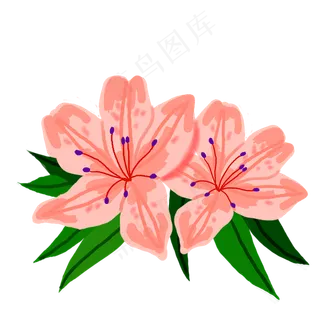 两朵杜鹃花植物