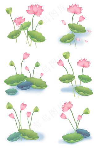 荷花水芙蓉荷叶荷花苞莲蓬