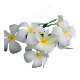 几朵美丽的鸡蛋花