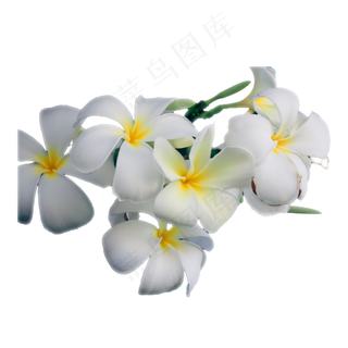 几朵美丽的鸡蛋花