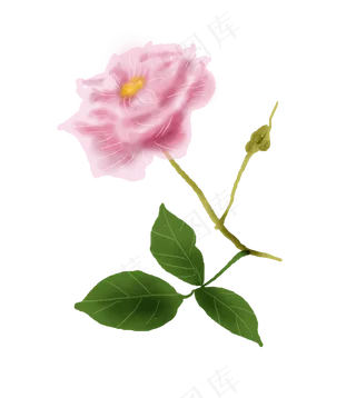 七夕情人节手绘玫瑰